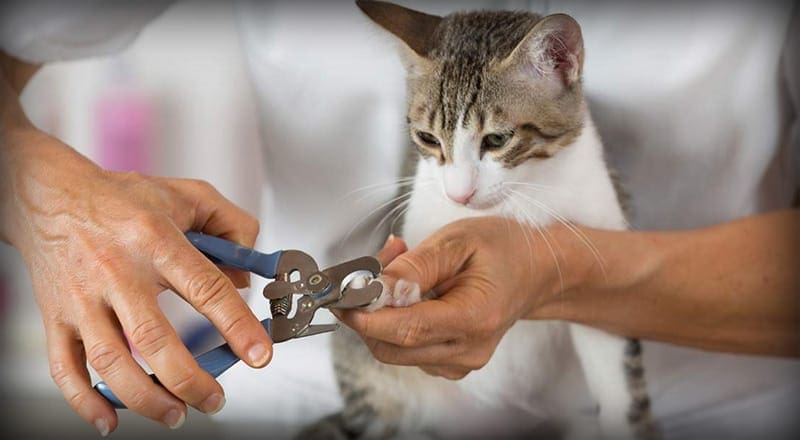 Pet Nail Grinder Nail Clipper Scissors Dog Cat Paws Grooming - Temu