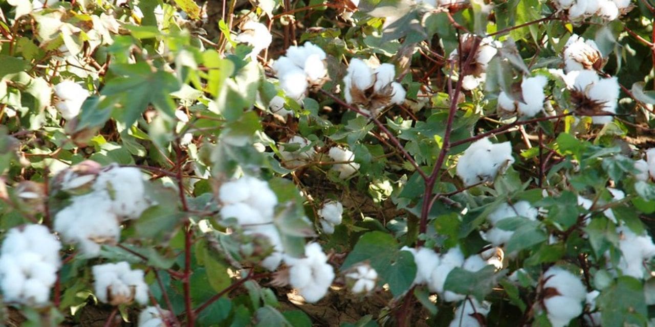 CAI Lowers Season’s Cotton Production Estimates