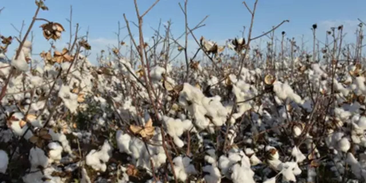 CAI’s Estimate Of Cotton Crop Size Is At 14-year-Low