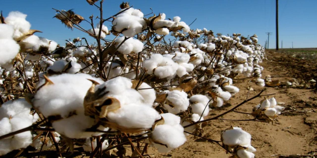 Cotton Market Bulletin – 20th April 2023