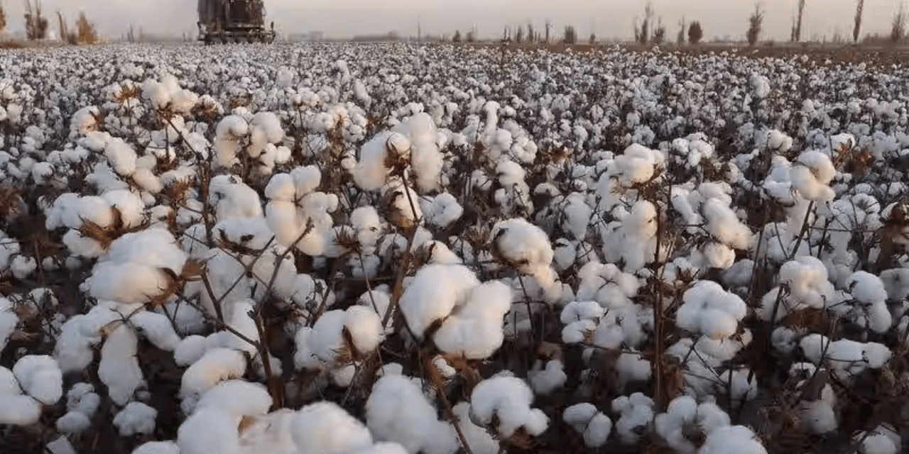 Cotton industry requests exemption from 11% import tariff to Indian government