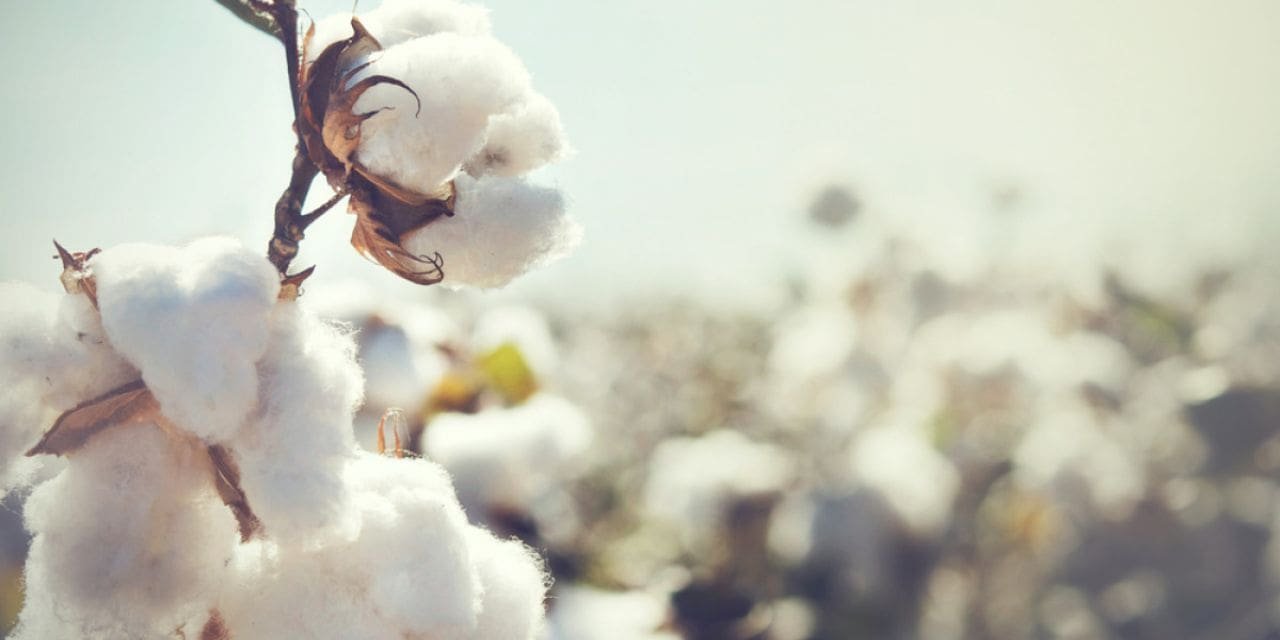 India’s cotton production is further decreased to 303 lakh bales by an industry association.