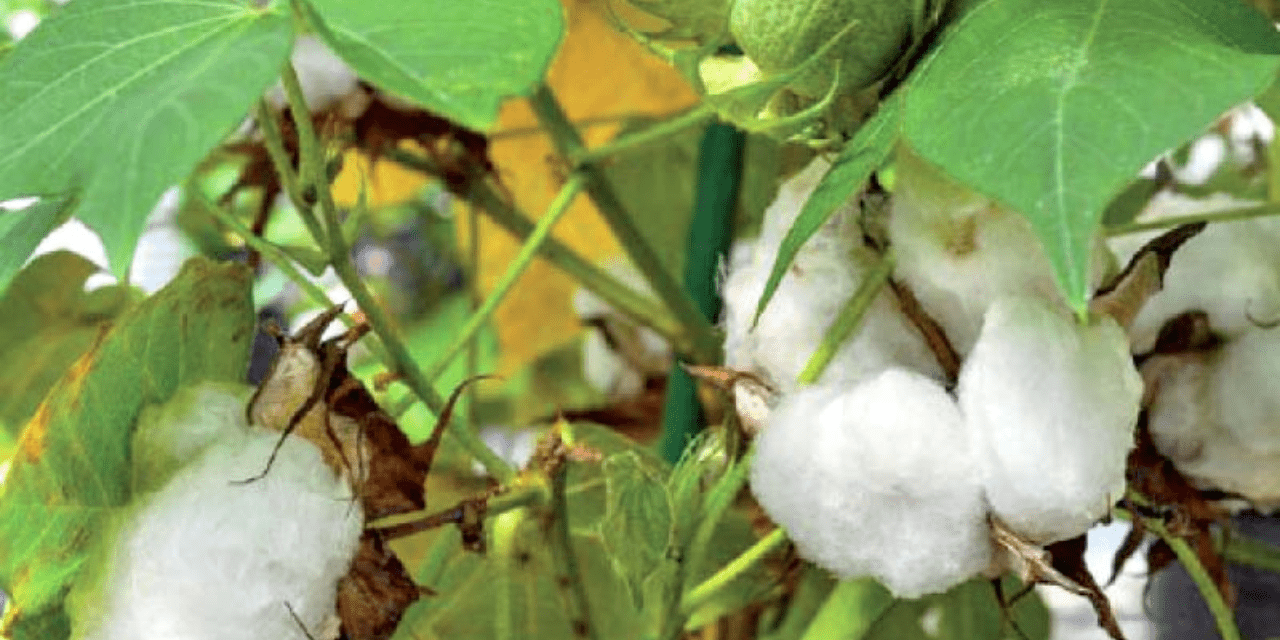 North India’s cotton sowing area could increase marginally as a result of the rain.