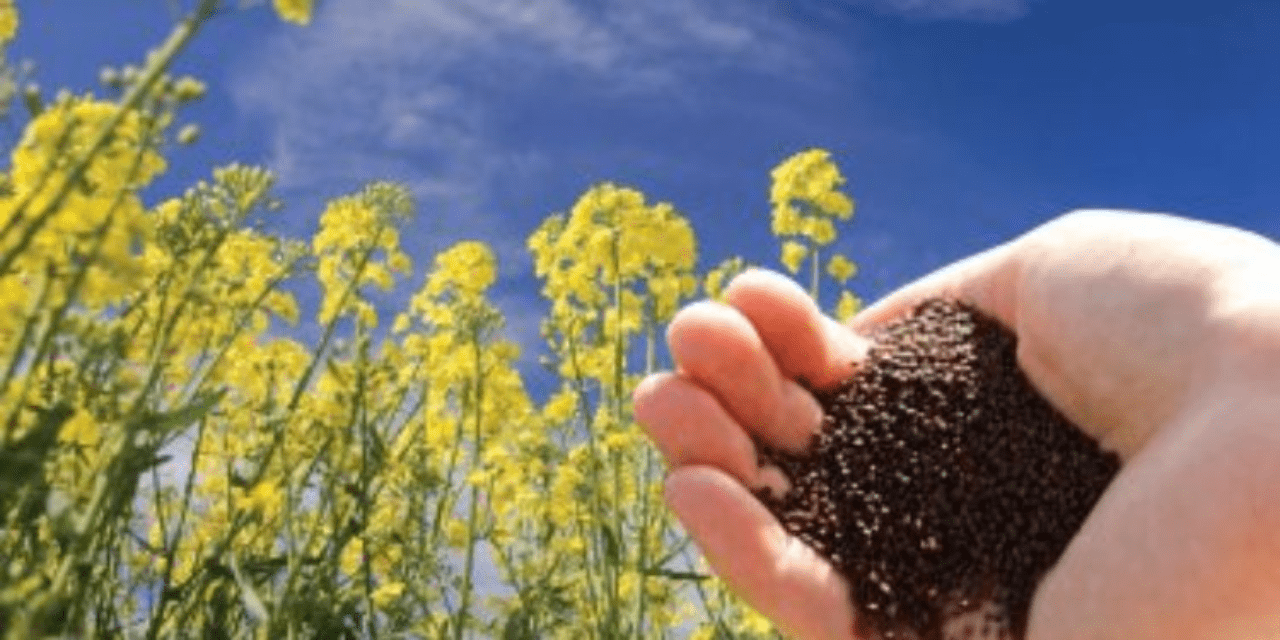 Gujarat Ranks First In Oilseeds, Fiber Output