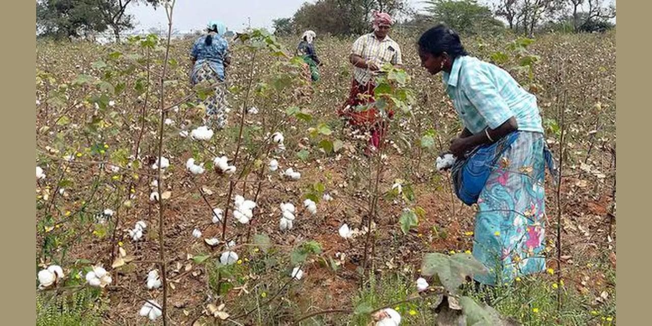 CAI updates their prediction for the cotton crop to 311.18 lakh bales.