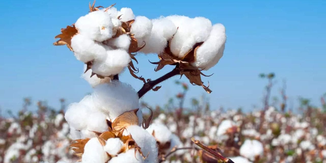 Cotton growers growing BT face high expenditures & declining profits, according to a study