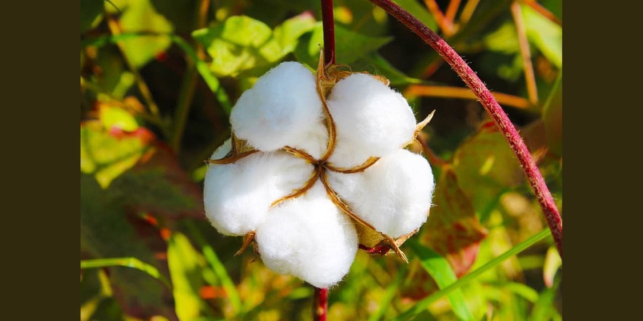 CAI RELEASES ITS OCTOBER PRESSING ESTIMATE FOR 2023-24 COTTON SEASON AT 294.10 LAKH BALES
