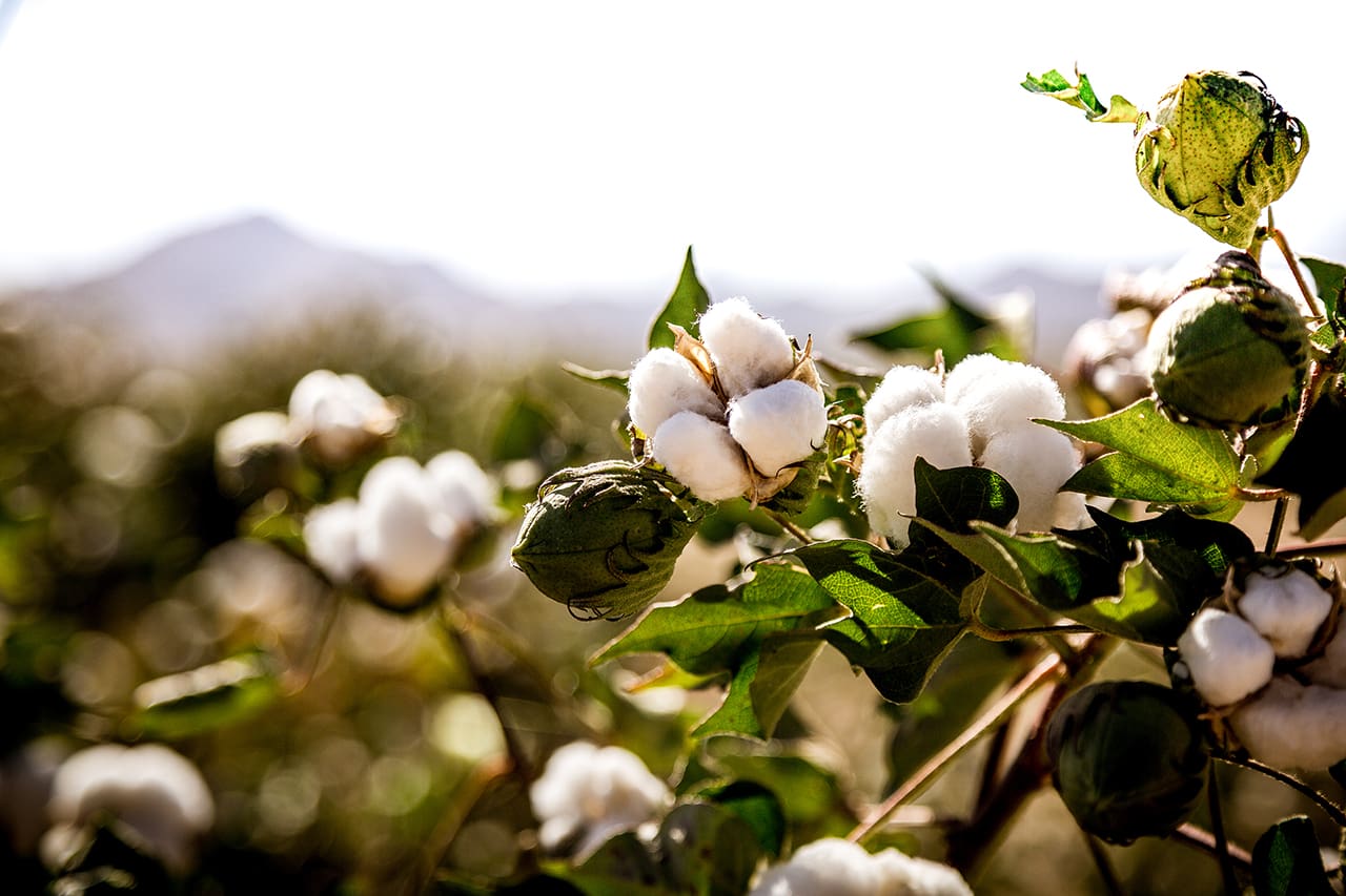 The Government Plans to Extend the Successful Cotton Pilot Scheme for One Year
