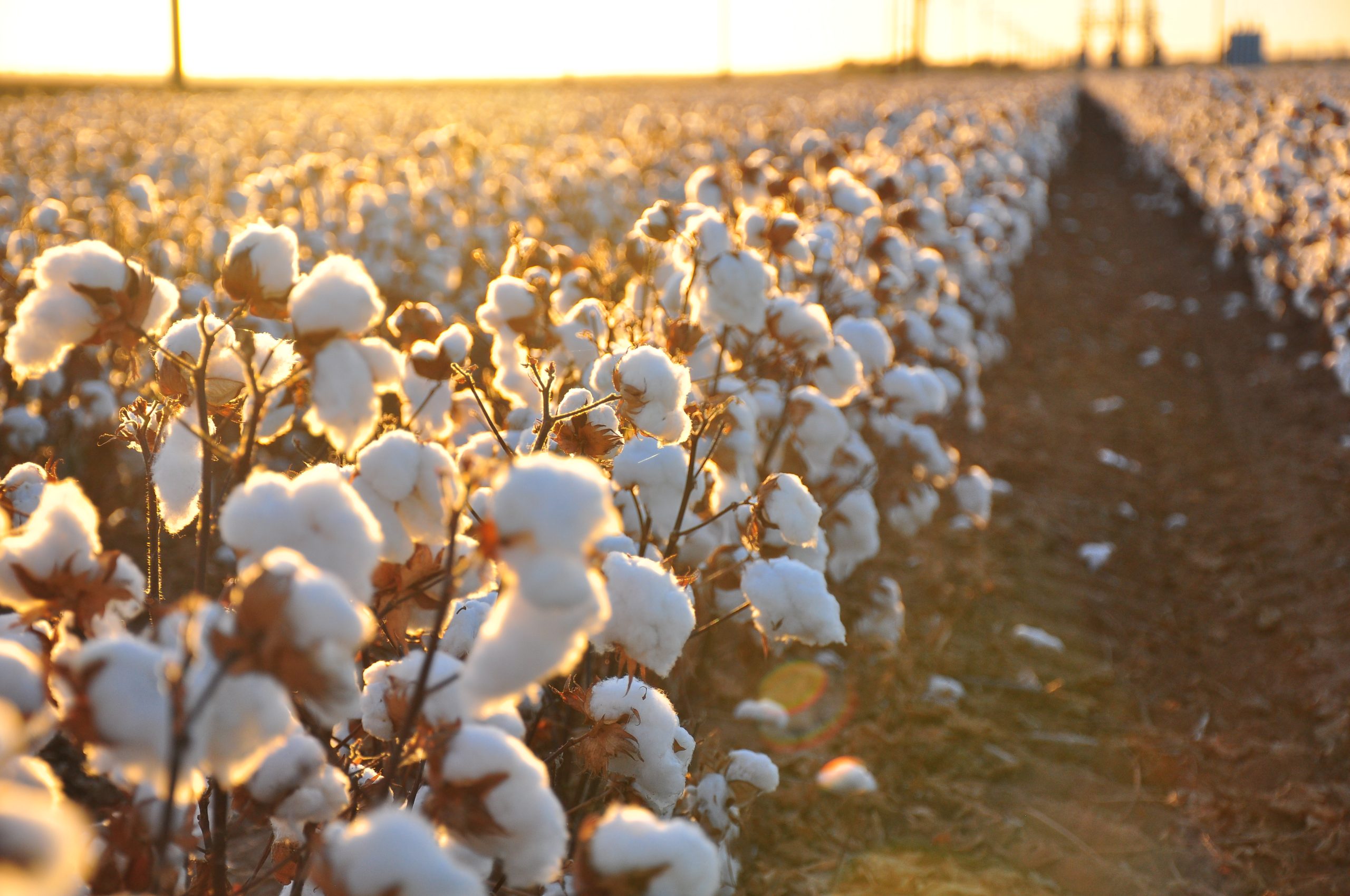 The Cotton Association of India Forecasts 345 Lakh Bales of Cotton Supply for 2023-24 Season