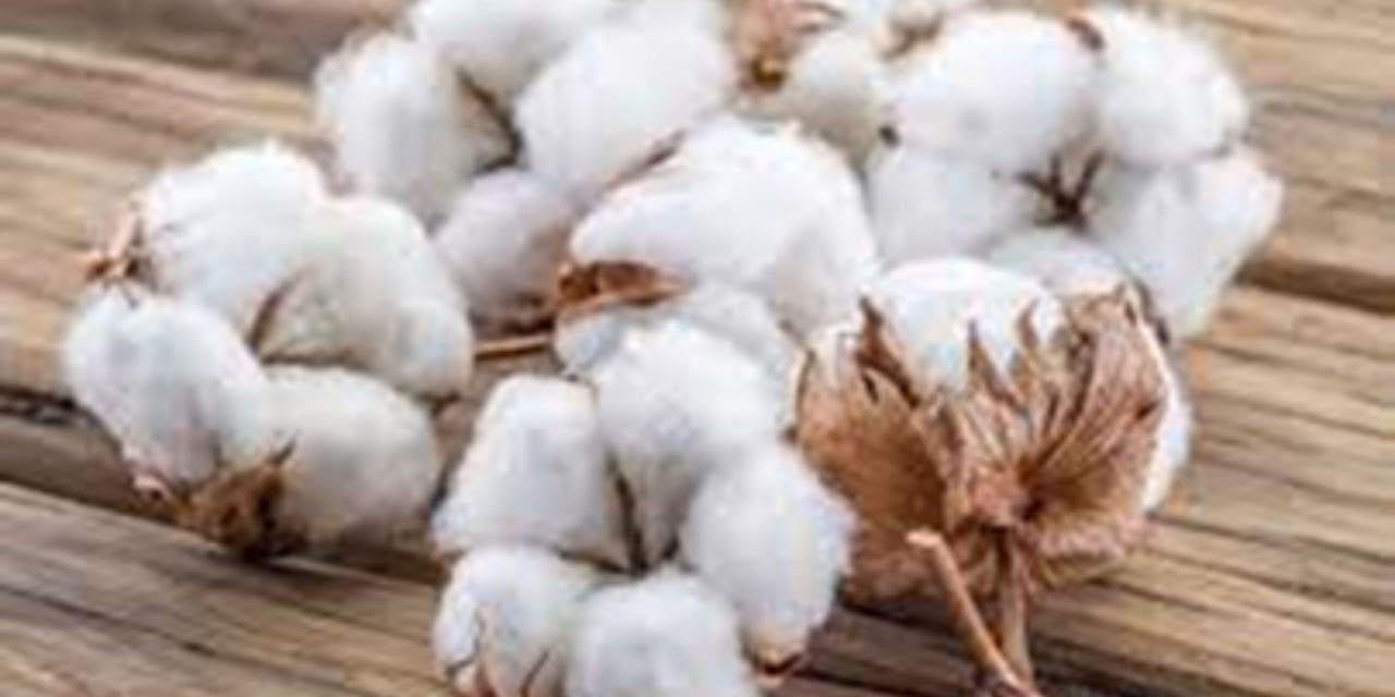 cotton fibre textile industry