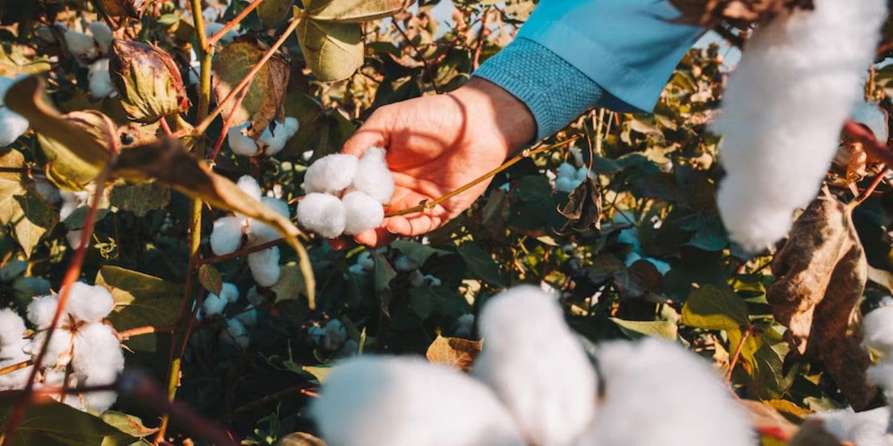 Cotton sector is looking for a better year and pickup in demand.