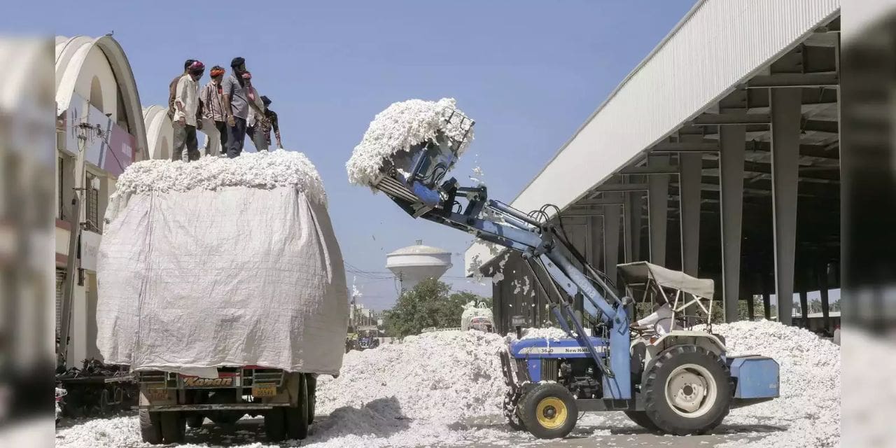 Cotton Market Stalemate: Ginners Hold Onto Stock as Prices Stabilise