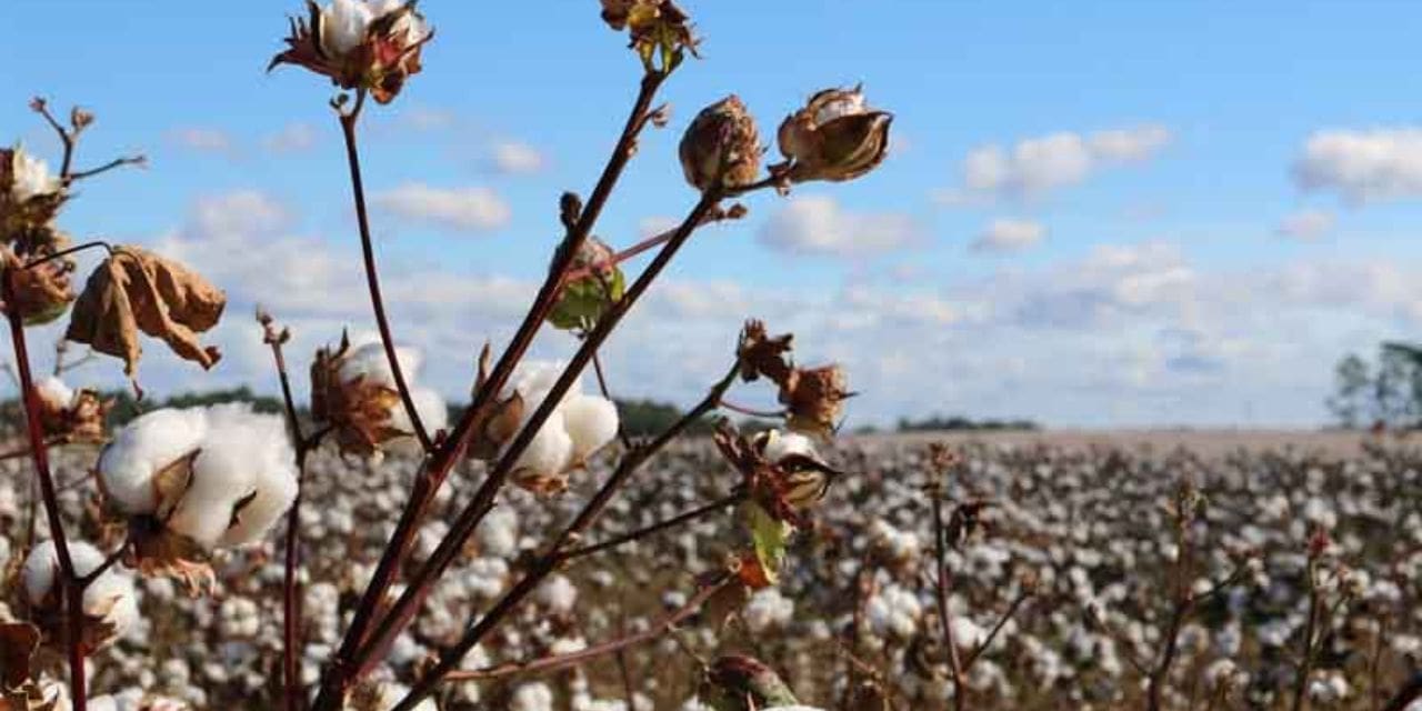 FSII Urges Enhanced R&D and Cultivation Techniques in the Indian Cotton Industry