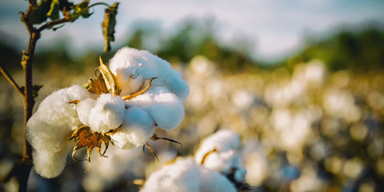 Outreach and Engagement is Essential for the Cotton Sector