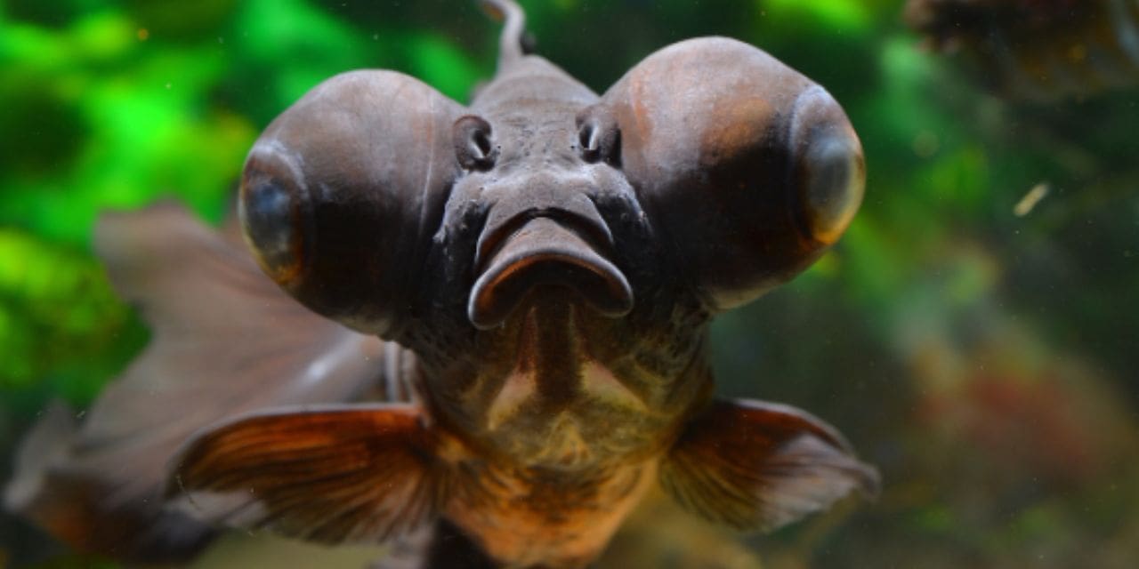 Unveiling the Allure of Black Goldfish: A Hidden Gem in the Aquarium World
