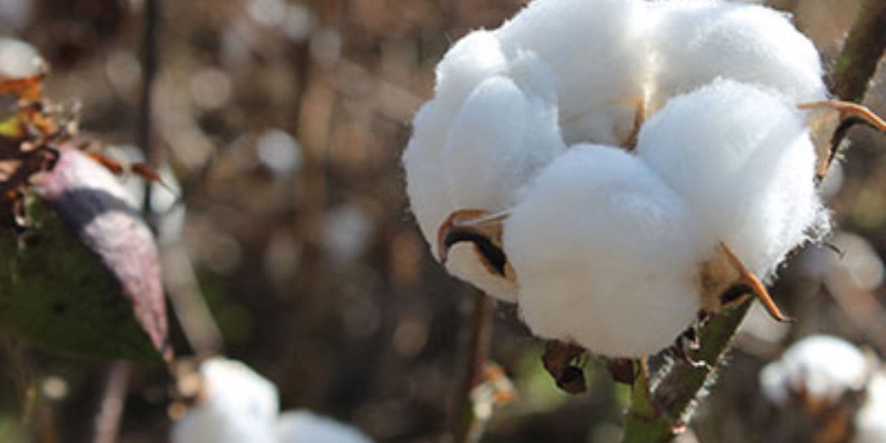 Welspun Living's "Wel-Krishi" Project Boosts Cotton Farming and Sustainability