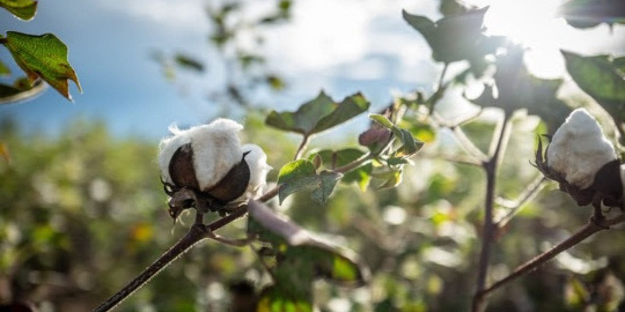 CmiA Joins WTO and FIFA in Supporting African Cotton Through Football