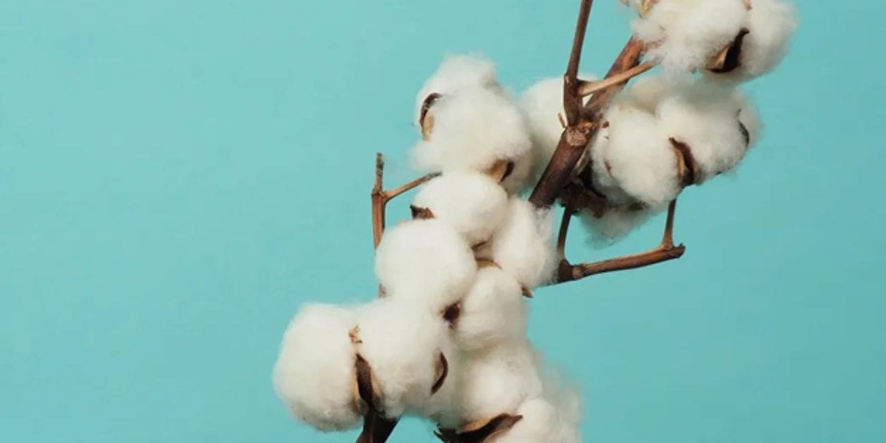 ICE Cotton at 2-year lows, traders hold out.