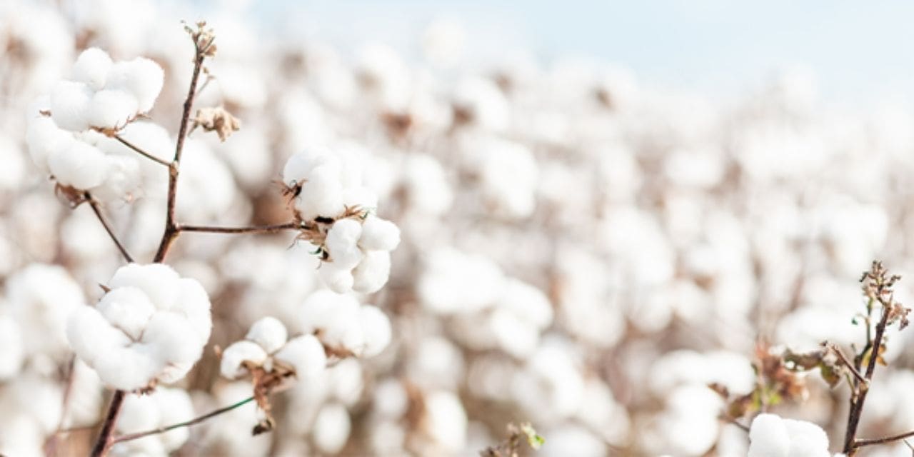 Cotton Industry best practice program enters new era